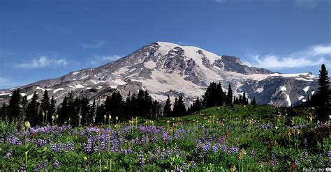 Mt. Rainier Webcams & Weather 